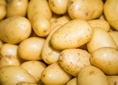 تصویر 5 از قیمت خرید سیب زمینی شیرین شیراز + فروش ویژه